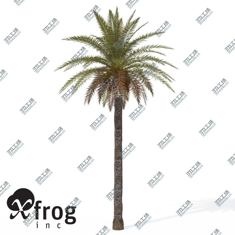 images/goods_img/2021040235/XfrogPlants Canary Date Palm/1.jpg